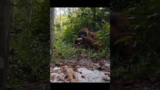Male Orangutan Snacking.