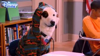 Dog With A Blog - Stan Gets Schooled