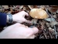Setas gigantes "boletus edulis"