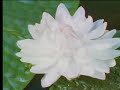 Amazing! Giant waterlillies in the Amazon - The Private Life of Plants - David Attenborough  - BBC wildlife