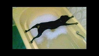 Husky Dogs just don't want to bath - Funny dog bathing compilation 2018