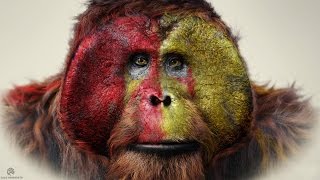 Video: Are Humans related to Apes? (Evolution)