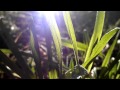 Video Macro HTC Sensation XE