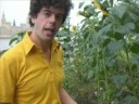 Guerrilla Gardening 'Sunflowers of Parliament' GGTV1