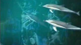 Watch Enigma The Dream Of The Dolphin video
