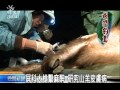 20110404-公視晚間新聞-疥癬螨寄生野山羊皮膚龜裂脫毛