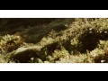 Aydilge - Aşka Gel (Official Teaser)