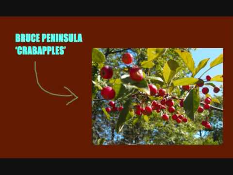 Crabapples Video