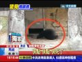20140121中天新聞　壽山動物園驚見熊啃熊　遊客目睹驚嚇