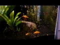 Mosquito Larvae - Free Live Food For Your Fish