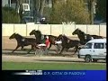 Premio Città di Padova 1999 -Varenne