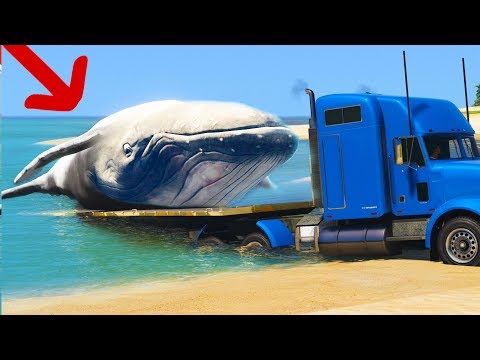 ГТА 5 СПАСАЕМ КИТА в GTA 5 МОДЫ ГТА 5 СПАСАЕМ КИТА в GTA 5 МОДЫ
