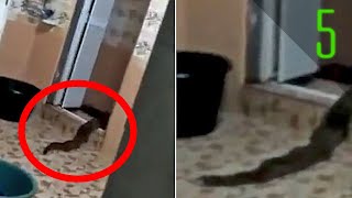 5 Mysterious Unidentified Creatures Found Recently