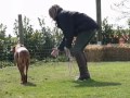 Wilma's fun gundog training day.wmv