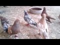 indian pigeon