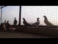 indian pigeon