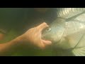 pesca con arpon