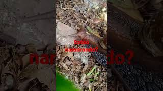 Vida De Lemas Caramujo Estranha Comendo Ajuda A Natureza