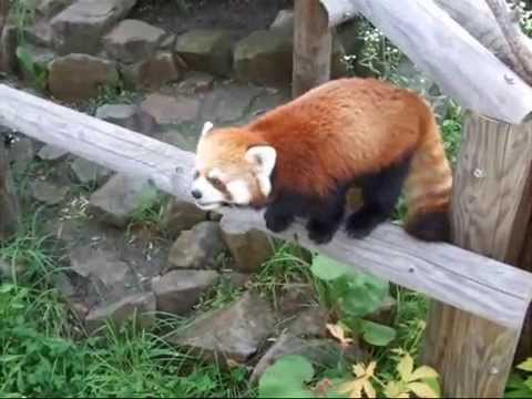 もうすぐ閉園☆円山動物園レッサーパンダ