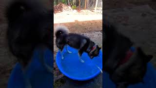 Malamute In The Kiddie Pool