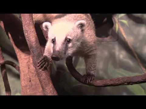 Header of mountain coati