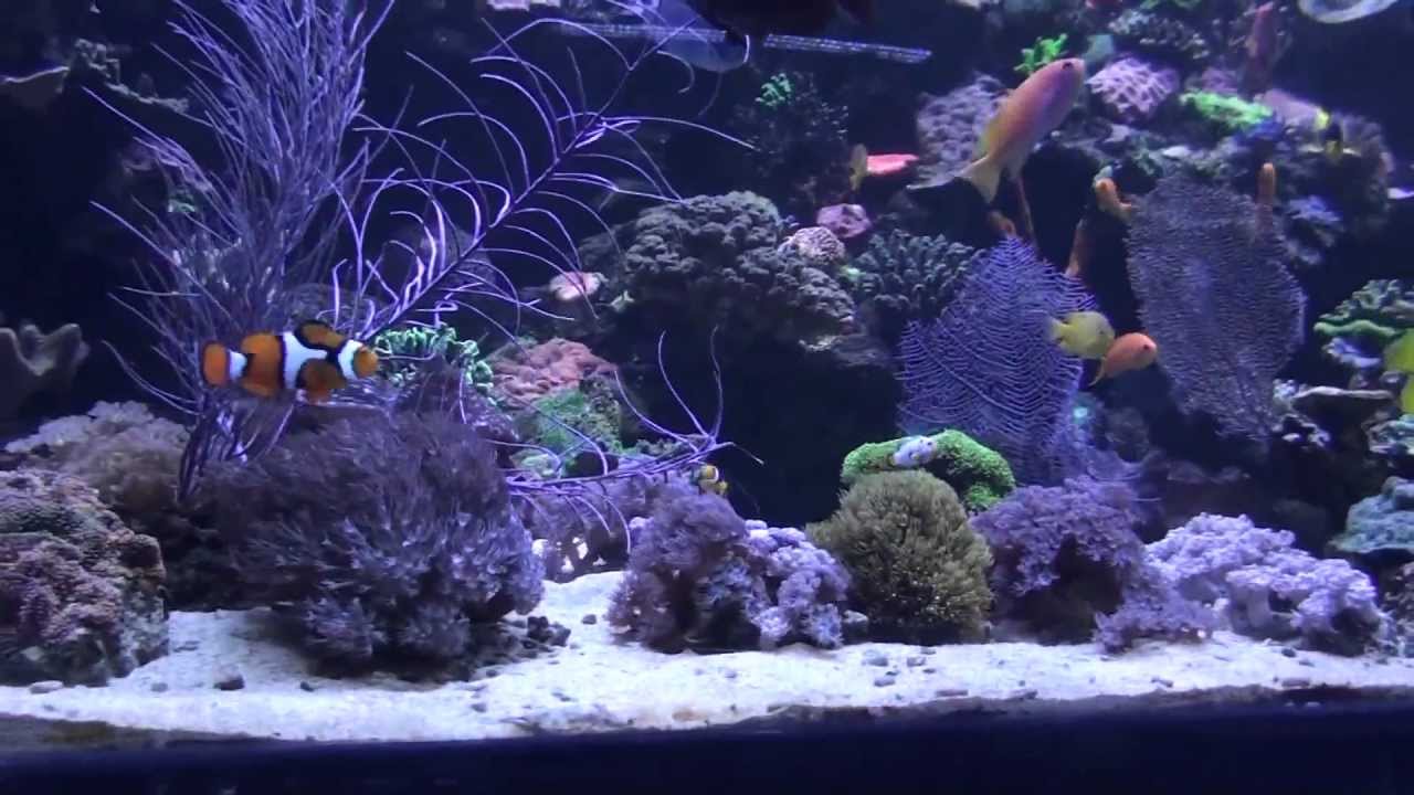 EcoSystem Aquarium 500 G Reef Aquarium with a lot of fish! - YouTube