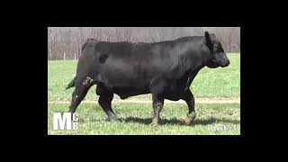 McKean Brothers 2022 - Lot 3