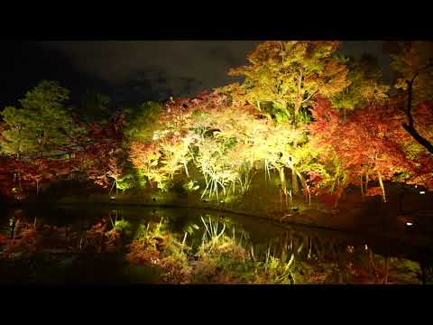 京都　高台寺のライトアップ：紅葉のライトアップで人気の高い「高台寺」の2021年秋の夜間特別拝観