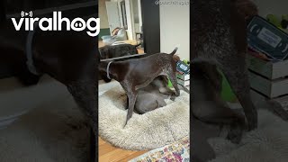 Young Pup Tries To Find A Spot Without Disturbing Older Dog || Viralhog