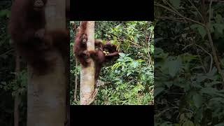 Orangutan Tries Stealing Banana.
