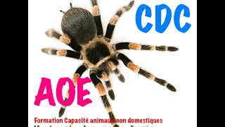 Formation Certificat Capacité Animaux Non Domestique Mygalomorphae Araneomorphae Scorpiones