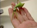 Sick Praying Mantis