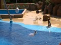 otarie marineland llore del mar en espagne otarie marineland llore del mar en espagne