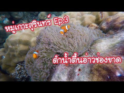 หมู่เกาะสุรินทร์ Ep.3 ดำน้ำตื้นบ่ายวันแรก|Surin national park Ep.3 Afternoon snorkelling|Pla Is Fish