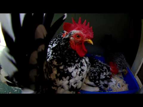 PENTAX  K-7 FISH-EYE HD MOVIE  （Chicken）