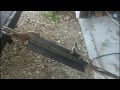 plinking