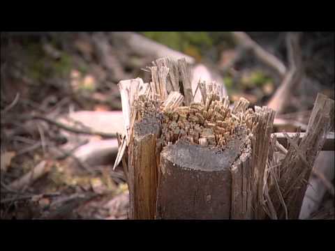 Skogstokig, om skogen och människan.
