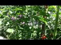 Two hummingbirds and scarlet runner beans