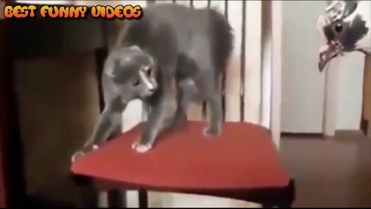 Бесплатно Прикольные Фото Животных Бесплатно Прикольные Фото Животных