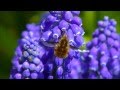 Bombylius Major oftewel De grote Wolzwever in actie op de blauwe druifjes