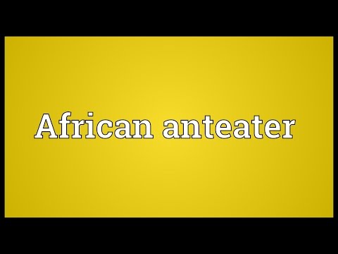 Header of African anteater