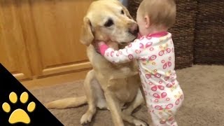 Cute Dogs And Adorable Babies: Compilation