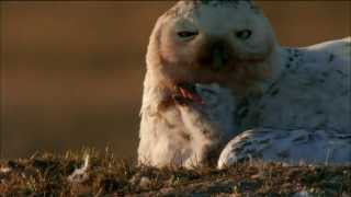 Hatching Snowy Owls in Nest | Magic of the Snowy Owl | Nature on PBS