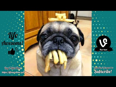 Try Not To Laugh - Funny Animals Videos Compilation 2019 - Animals Can Talk