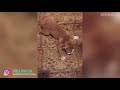 Try Not To Laugh - Funny Animals Videos Compilation 2019 - Animals Can Talk