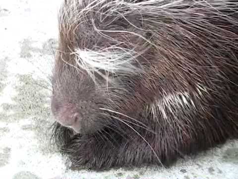 市原ヤマアラシ110101 Feeding African Crested Porcupine