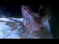 queensland eating crazy, lion fish protecting prey