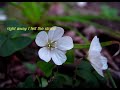 Death Of A Friendship - Miss You ecards - Friendship Greeting Cards Death Of A Friendship - Miss You ecards - Friendship Greeting Cards