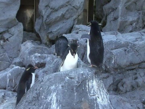 旭山動物園＃005 ペンギン館 - Asahiyama Zoo＃005 Penguin Room -