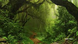 tropikal Yağmur Ormanı Sesleri ( Güzel Bir uyku için )